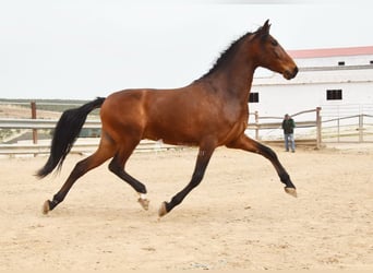Andalusian, Gelding, 5 years, 15.1 hh, Brown