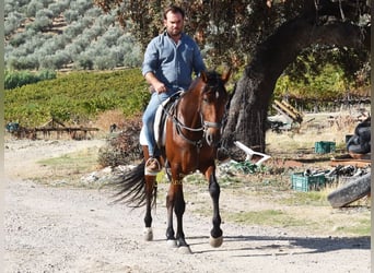 Andalusian, Gelding, 5 years, 15.1 hh, Brown