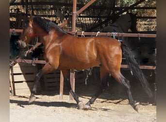 Andalusian, Gelding, 5 years, 15.1 hh, Brown