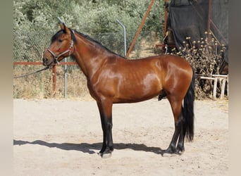 Andalusian, Gelding, 5 years, 15.1 hh, Brown