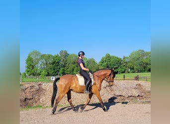 Andalusian Mix, Gelding, 5 years, 15.1 hh, Brown