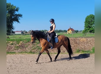 Andalusian Mix, Gelding, 5 years, 15.1 hh, Brown