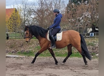 Andalusian Mix, Gelding, 5 years, 15.1 hh, Brown
