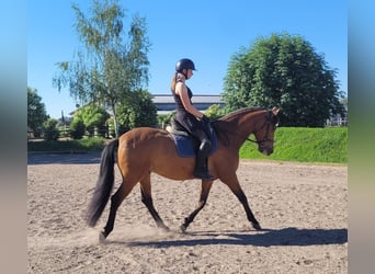Andalusian Mix, Gelding, 5 years, 15.1 hh, Brown