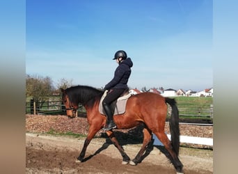 Andalusian Mix, Gelding, 5 years, 15.1 hh, Brown