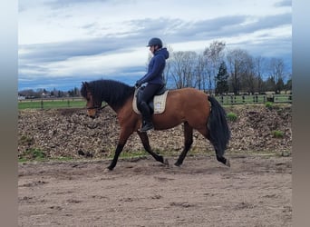 Andalusian Mix, Gelding, 5 years, 15.1 hh, Brown
