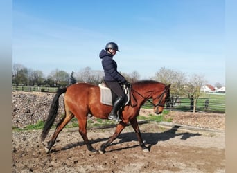 Andalusian, Gelding, 5 years, 15.1 hh, Brown