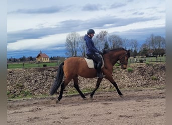 Andalusian Mix, Gelding, 5 years, 15.1 hh, Brown