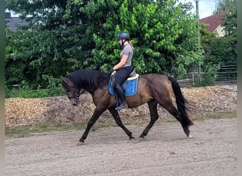 Andalusian Mix, Gelding, 5 years, 15.1 hh, Buckskin
