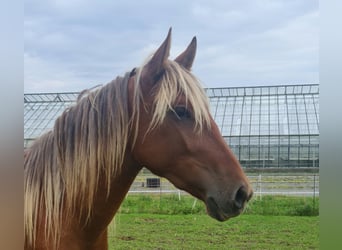 Andalusian, Gelding, 5 years, 15.1 hh, Chestnut-Red
