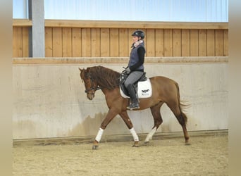 Andalusian, Gelding, 5 years, 15,1 hh, Chestnut-Red