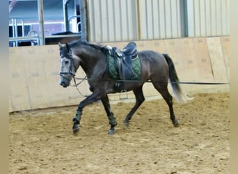 Andalusian, Gelding, 5 years, 15.1 hh, Gray-Blue-Tan