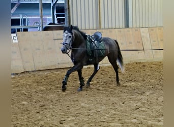 Andalusian, Gelding, 5 years, 15.1 hh, Gray-Blue-Tan