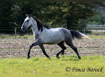 Andalusier, Wallach, 5 Jahre, 15,1 hh, Schimmel