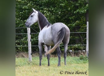 Andalusier, Wallach, 5 Jahre, 15,1 hh, Schimmel