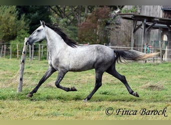 Andalusier, Wallach, 5 Jahre, 15,1 hh, Schimmel