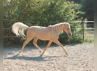 Andalusian Mix, Gelding, 5 years, 15.1 hh, Palomino