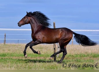 Andalusian, Gelding, 5 years, 15.1 hh, Smoky-Black