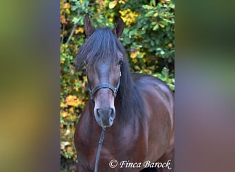Andalusian, Gelding, 5 years, 15.1 hh, Smoky-Black