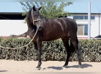 Andalusier, Wallach, 5 Jahre, 15,2 hh, Rappe