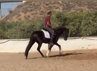 Andalusier, Wallach, 5 Jahre, 15,2 hh, Rappe