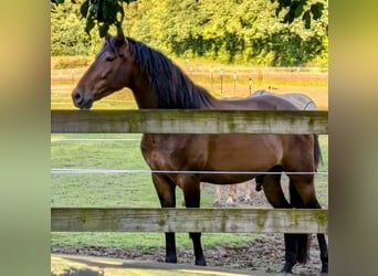 Andalusian, Gelding, 5 years, 15,2 hh, Brown