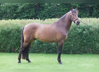 Andalusian, Gelding, 5 years, 15.2 hh, Brown