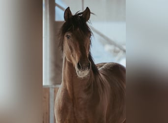 Andalusian, Gelding, 5 years, 15.2 hh, Brown