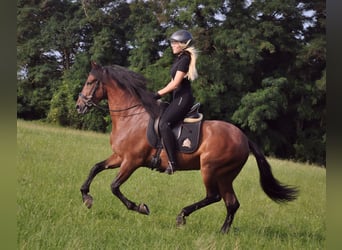 Andalusian, Gelding, 5 years, 15,2 hh, Brown