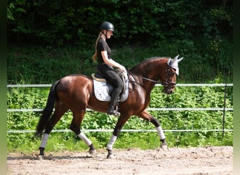 Andalusian, Gelding, 5 years, 15,2 hh, Brown