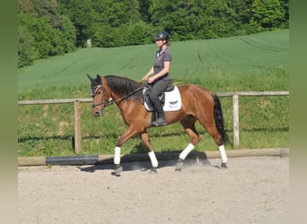 Andalusian, Gelding, 5 years, 15.2 hh, Brown
