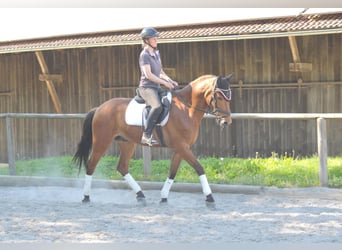 Andalusian, Gelding, 5 years, 15.2 hh, Brown