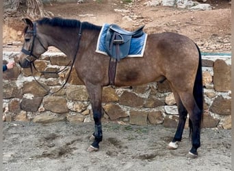 Andalusian Mix, Gelding, 5 years, 15.2 hh, Buckskin