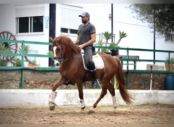 Andalusian, Gelding, 5 years, 15.2 hh, Chestnut-Red