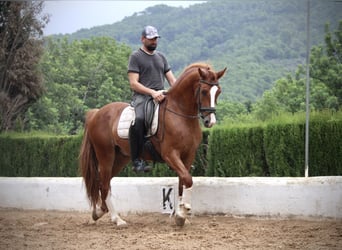 Andalusian, Gelding, 5 years, 15.2 hh, Chestnut-Red