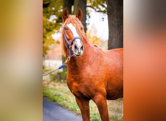 Andalusian Mix, Gelding, 5 years, 15.2 hh, Chestnut-Red