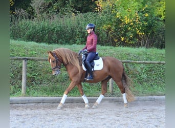 Andalusian, Gelding, 5 years, 15.2 hh, Chestnut-Red