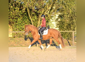 Andalusian, Gelding, 5 years, 15.2 hh, Chestnut-Red