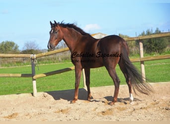 Andalusian, Gelding, 5 years, 15.2 hh, Chestnut-Red