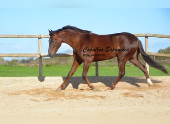 Andalusian, Gelding, 5 years, 15.2 hh, Chestnut-Red