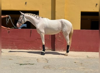 Andalusian Mix, Gelding, 5 years, 15.2 hh, Cremello