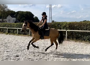 Andalusian, Gelding, 5 years, 15,2 hh, Dun