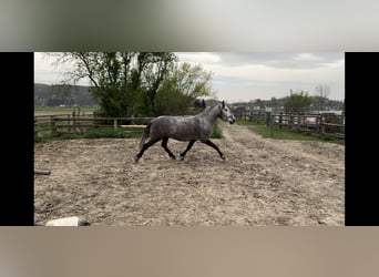 Andalusian, Gelding, 5 years, 15.2 hh, Gray-Dapple