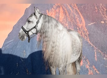 Andalusian, Gelding, 5 years, 15,2 hh, Gray