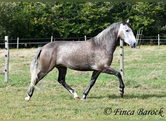 Andalusier, Wallach, 5 Jahre, 15,2 hh, Schimmel