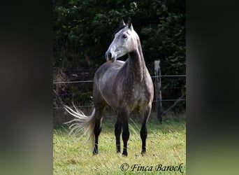 Andalusier, Wallach, 5 Jahre, 15,2 hh, Schimmel