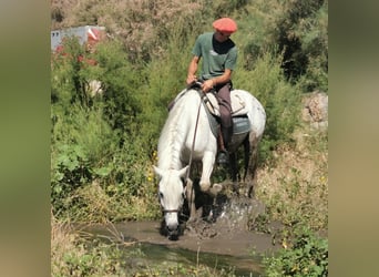 Andalusian Mix, Gelding, 5 years, 15.2 hh