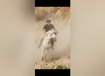 Andalusian Mix, Gelding, 5 years, 15.2 hh