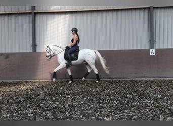 Andalusian Mix, Gelding, 5 years, 15.2 hh, Leopard-Piebald