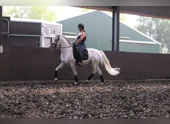 Andalusian Mix, Gelding, 5 years, 15.2 hh, Leopard-Piebald